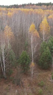Bir sonbahar gününde ormanın dikey videosu, yavaş çekim.