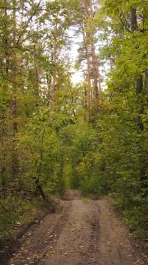 Bir sonbahar gününde ormanın dikey videosu, yavaş çekim.