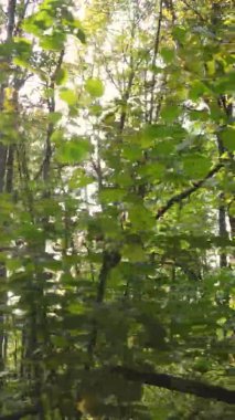 Bir sonbahar gününde ormanın dikey videosu, yavaş çekim.