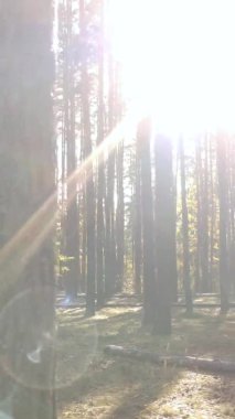 Bir sonbahar gününde ormanın dikey videosu, yavaş çekim.