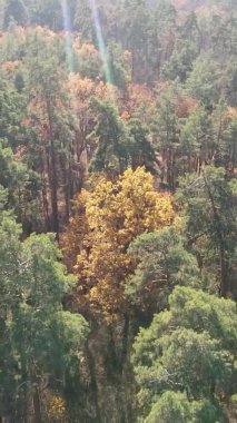 Bir sonbahar gününde ormanın dikey videosu, yavaş çekim.