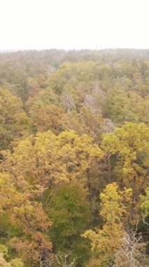 Bir sonbahar gününde ormanın dikey videosu, yavaş çekim.