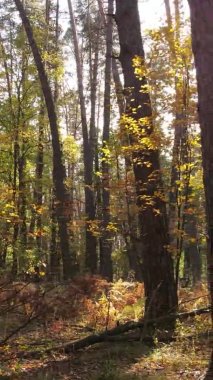 Bir sonbahar gününde ormanın dikey videosu, yavaş çekim.
