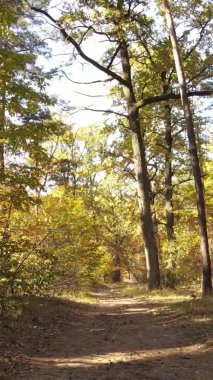 Bir sonbahar gününde ormanın dikey videosu, yavaş çekim.