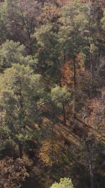 Bir sonbahar gününde ormanın dikey videosu, yavaş çekim.