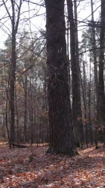 Bir sonbahar gününde ormanın dikey videosu, yavaş çekim.