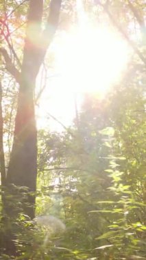 Bir sonbahar gününde ormanın dikey videosu, yavaş çekim.