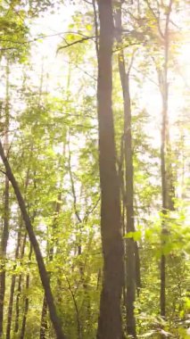 Bir sonbahar gününde ormanın dikey videosu, yavaş çekim.