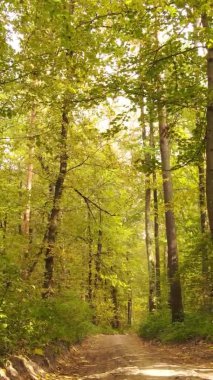 Bir sonbahar gününde ormanın dikey videosu, yavaş çekim.