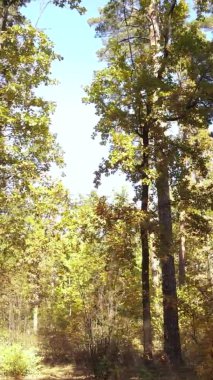 Bir sonbahar gününde ormanın dikey videosu, yavaş çekim.