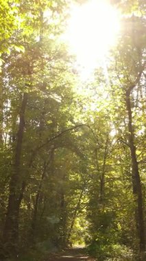 Bir sonbahar gününde ormanın dikey videosu, yavaş çekim.