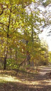 Bir sonbahar gününde ormanın dikey videosu, yavaş çekim.