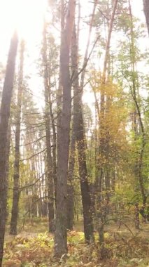 Bir sonbahar gününde ormanın dikey videosu, yavaş çekim.