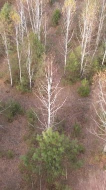 Bir sonbahar gününde ormanın dikey videosu, yavaş çekim.