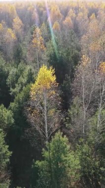 Bir sonbahar gününde ormanın dikey videosu, yavaş çekim.