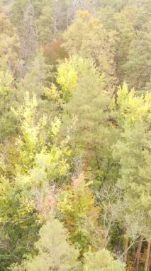 Bir sonbahar gününde ormanın dikey videosu, yavaş çekim.