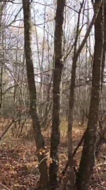 Bir sonbahar gününde ormanın dikey videosu, yavaş çekim.