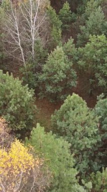 Bir sonbahar gününde ormanın dikey videosu, yavaş çekim.