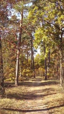 Bir sonbahar gününde ormanın dikey videosu, yavaş çekim.