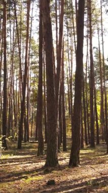 Bir sonbahar gününde ormanın dikey videosu, yavaş çekim.