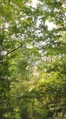 Bir sonbahar gününde ormanın dikey videosu, yavaş çekim.