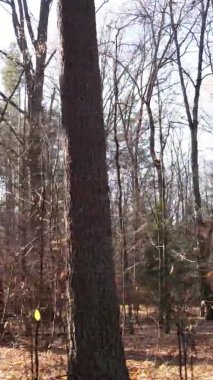 Bir sonbahar gününde ormanın dikey videosu, yavaş çekim.