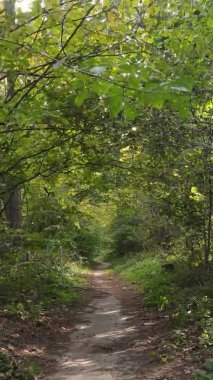 Bir sonbahar gününde ormanın dikey videosu, yavaş çekim.