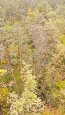 Bir sonbahar gününde ormanın dikey videosu, yavaş çekim.