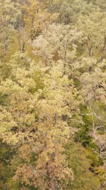 Bir sonbahar gününde ormanın dikey videosu, yavaş çekim.