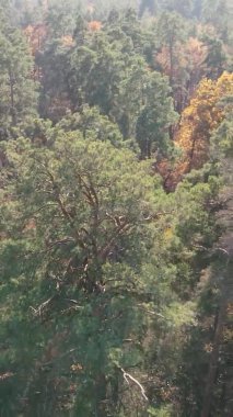 Bir sonbahar gününde ormanın dikey videosu, yavaş çekim.