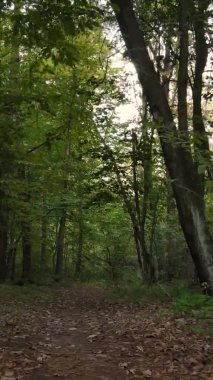 Bir sonbahar gününde ormanın dikey videosu, yavaş çekim.