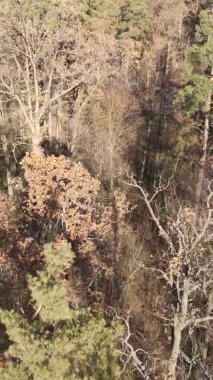 Bir sonbahar gününde ormanın dikey videosu, yavaş çekim.