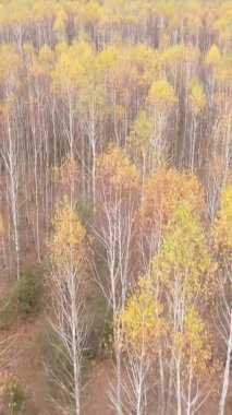 Bir sonbahar gününde ormanın dikey videosu, yavaş çekim.