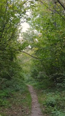 Bir sonbahar gününde ormanın dikey videosu, yavaş çekim.