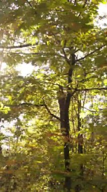 Bir sonbahar gününde ormanın dikey videosu, yavaş çekim.