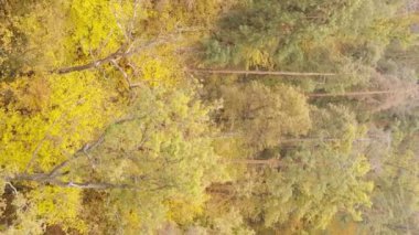 Bir sonbahar gününde ormanın dikey videosu, yavaş çekim.