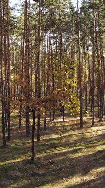 Bir sonbahar gününde ormanın dikey videosu, yavaş çekim.