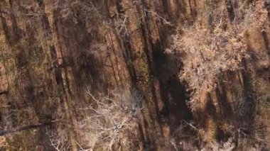 Bir sonbahar gününde ormanın dikey videosu, yavaş çekim.