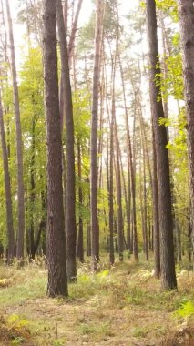 Bir sonbahar gününde ormanın dikey videosu, yavaş çekim.
