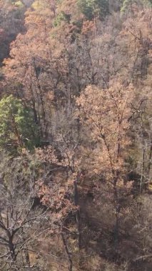 Bir sonbahar gününde ormanın dikey videosu, yavaş çekim.