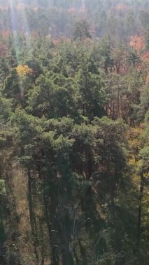 Bir sonbahar gününde ormanın dikey videosu, yavaş çekim.