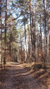 Bir sonbahar gününde ormanın dikey videosu, yavaş çekim.