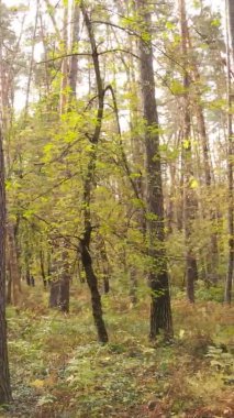 Bir sonbahar gününde ormanın dikey videosu, yavaş çekim.