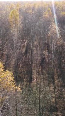 Bir sonbahar gününde ormanın dikey videosu, yavaş çekim.