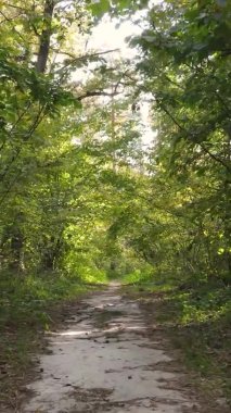 Bir sonbahar gününde ormanın dikey videosu, yavaş çekim.