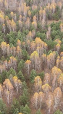 Bir sonbahar gününde ormanın dikey videosu, yavaş çekim.