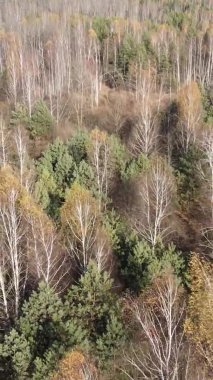 Bir sonbahar gününde ormanın dikey videosu, yavaş çekim.