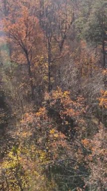 Bir sonbahar gününde ormanın dikey videosu, yavaş çekim.