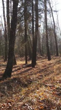 Bir sonbahar gününde ormanın dikey videosu, yavaş çekim.