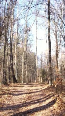 Bir sonbahar gününde ormanın dikey videosu, yavaş çekim.